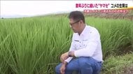 “冷害のヤマセ”が今や“恵みの風”に？「ちょっとありがたい」 猛暑の田んぼを救う変化