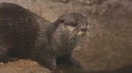 「かわいいだけじゃダメなんです」　カワウソを知ってもらうイベント　絶滅危機も…ペット人気で密猟が課題　強烈なにおいの「ふん」も　福岡市動物園