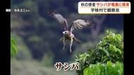 秋の使者・サシバの観察会　鹿児島・宇検村