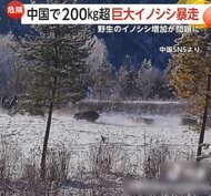“体重200kg超”巨大イノシシが自転車なぎ倒し大暴れ　市街地では10頭以上が暴走し警察出動する騒ぎに…中国で被害深刻化
