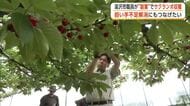 市職員、副業でサクランボ収穫　人手不足の一助に　早朝作業でリフレッシュ、販売に説得力も　秋田・湯沢市