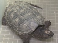 噛む力が強く“凶暴”…ペット飼育禁止の「カミツキガメ」が用水路で捕獲 4年前にも同じ町内で