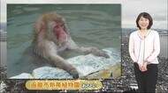 【北海道の天気 1/26(水)】サルも温泉で過ごす 今週末が寒さのピーク