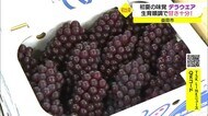 初夏の陽気の中で果汁も甘みも十分の特産ブドウを初出荷 糖度に自信(島根・益田市)