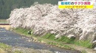 岡山・香川のサクラの名所 風情ある宿場町の絶景「美甘宿場桜」【岡山・真庭市】