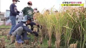 鳥の被害から守るためかかしの設置も 唐津市で児童らが稲刈り体験【佐賀県】