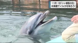 11月11日「いい獣医の日」学ぼう!イルカの健康管理 静岡・下田市