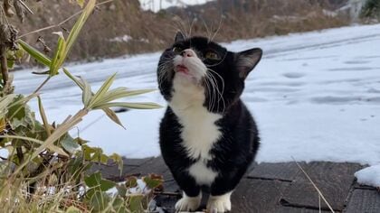 フォロワー33万人 超人気の観光大使ネコ「もんた」　自由気ままに…「ネコの手」を借りて魅力を発信【福岡発】