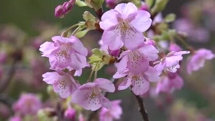 濃いピンクが境内に彩り　小浜の神社で河津桜が開花　12月に数輪が開花も…ここ数日の暖かさで一気に開花　福井