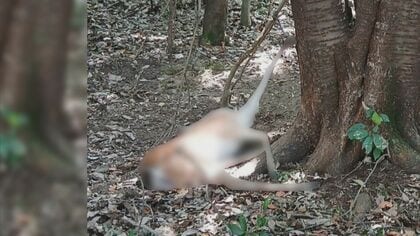 “頭”が落ちていて発覚…山中で違法にシカを“密猟”かベトナム国籍の男逮捕 販売目的で無許可で解体の疑いも