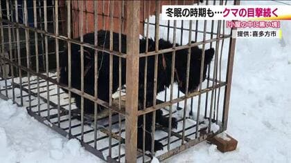 物置小屋で眠る熊も…冬眠しない“穴持たず”に注意！　福島県では4月までクマ出没注意報を発令　雪の会津地方で目撃相次ぐ