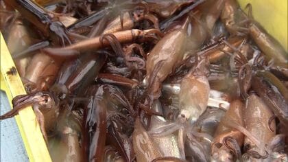 一転して“小型船スルメイカ釣り漁”再開”へ―1隻1日500キロ上限か…特例で『道内漁業者に限り』認める方向〈 一方で「漁獲可能量を超える恐れ」で渡島14の漁協に定置網で取らないよう要請〉北海道