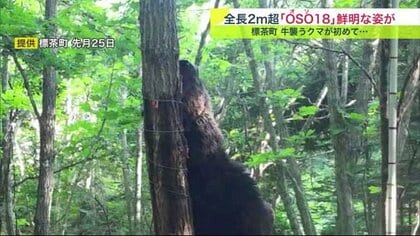 クマさん 通称“OSO18”】牛が襲われるも…人前に姿を現さない“忍者グマ