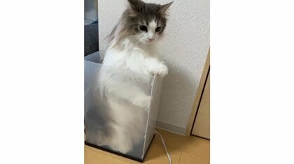 自分で入ったケースから出られない!? “ドジっ子”猫の困った表情がかわいい…その後を飼い主に聞いた
