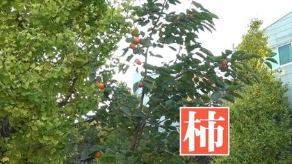 「なんだこりゃ？見たことない」都心のど真ん中にあるイチョウ並木に混ざる謎の柿の木…植えたのはカラス？？