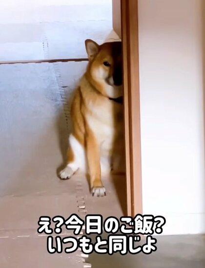 「ステーキなんて出ないよ？」ごはんを作る飼い主を柴犬がジーッ…壁に半分だけ隠れて見つめる視線の理由が気になる