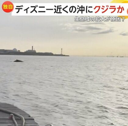 【独自】「でかいな」ディズニーシー近くの東京湾にザトウクジラ現れる…“捕鯨禁止”で個体数増え生息域拡大か
