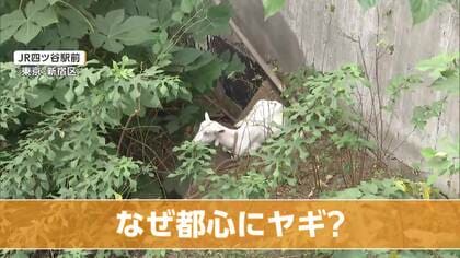 東京・四ツ谷駅前に2頭のヤギ　なぜ都心に？雑草対策で10月から“勤務中”　「都会に癒やしのオアシス」SNSでも話題