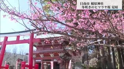 冬咲きの「ヒマラヤ桜」見ごろ　日南市の榎原神社