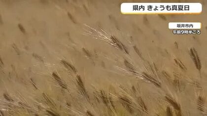 初夏の風に揺られ…日差しで穂が黄金色に輝く「麦秋」　福井県内8カ所で30度超えの真夏日　20日は一転夕方以降に雨
