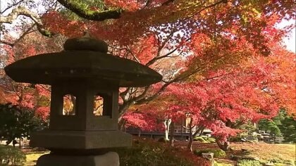 色づきクライマックス！今季締めくくる輝き　300本の紅葉や大イチョウが来場者を魅了（島根）