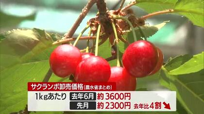 佐藤錦1キロ100円・最大10分の1に　サクランボ「価格暴落」・2年連続の不作乗り越えたものの　山形