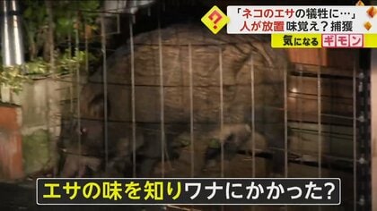 「ネコのエサの犠牲に…」市街地に現れたイノシシ　4カ月の逃走の末“ネコのエサ”でワナにかかる　静岡・下田市