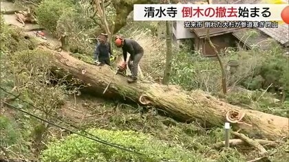 ２月の大雪で倒れ古刹の参道ふさいだ高さ約３０ｍ、重さ８～１０トンの大木　撤去作業始まる（安来市）