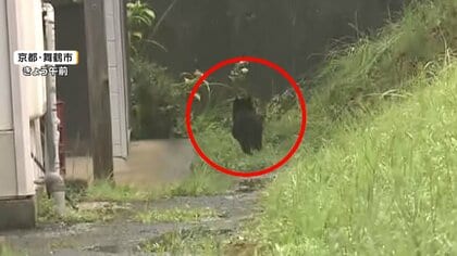 捕獲劇から一夜、住宅街の同じ場所にクマ　親探す子グマか　冬眠に備えて活発になる秋　遭遇に注意