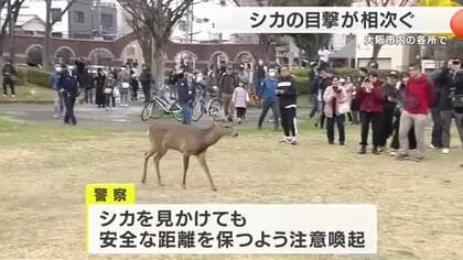朝の大阪でシカ相次ぎ目撃　毛馬桜之宮公園に1頭、駅周辺にも出没　住宅街に現れ住民「しかと見た」　