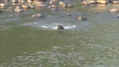 戸惑う自治体『緊急銃猟制度』　駆除が可能になってもまだまだ未知数　マニュアル作成や保険など準備進める