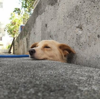 看板犬が地面からニョキッ？側溝にすっぽりハマる「側溝 featuring.犬」がかわいい！いつもの光景なのか聞いた