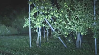 リンゴ畑で68歳と69歳女性がクマ3頭に襲われ重軽傷　青森・黒石市　青森県内ではクマの出没件数が昨年比200件増