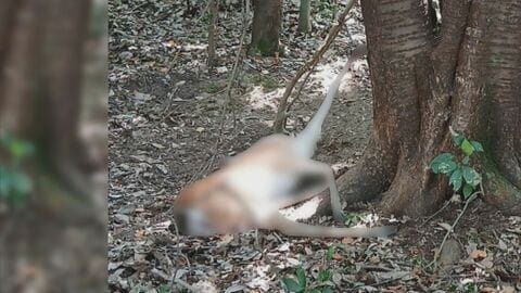 “頭”が落ちていて発覚…山中で違法にシカを“密猟”かベトナム国籍の男逮捕 販売目的で無許可で解体の疑いも