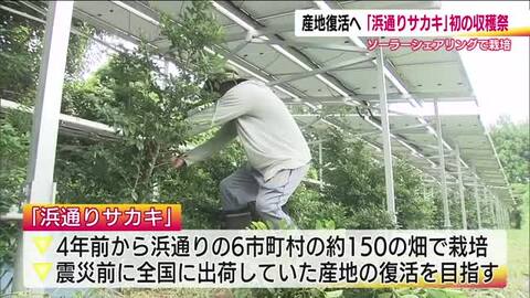 「浜通りサカキ」産地復活を目指して　太陽光発電と農業を両立させる方法で栽培　初の収穫祭