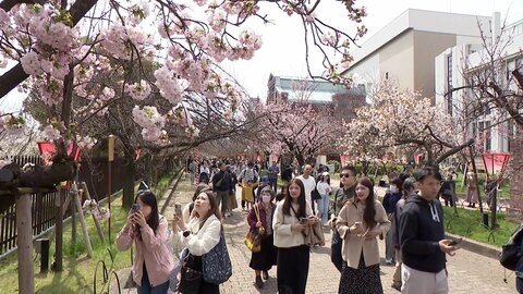 “春の風物詩”大阪・造幣局「桜の通り抜け」きょうから始まる　平年より開花遅れ、咲いているのは全体の3割