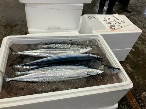 え？秋の味覚「サンマ」今年はデカい…大きいもので175ｇ今シーズン初水揚げ！約175キロが釧路港に―過去最高値の約4倍となる初競り“25万円”ご祝儀価格「今年のサンマは品質がかなりいい」北海道釧路市