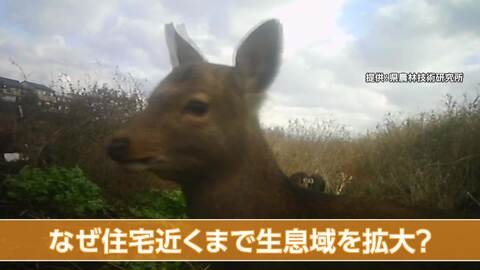 “駅近”の河川敷に「うじゃうじゃ」シカの大群　なぜ住宅近くまで生息域拡大？専門家「捕獲難・エサ・草やぶ…シカにいい条件」　静岡・沼津市