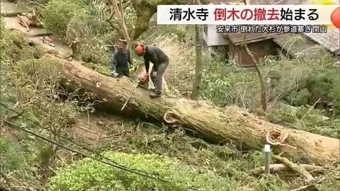 ２月の大雪で倒れ古刹の参道ふさいだ高さ約３０ｍ、重さ８～１０トンの大木　撤去作業始まる（安来市）