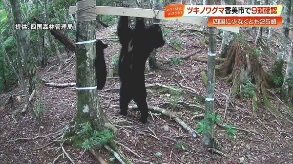 四国で「ツキノワグマ」絶滅危機 最新調査で25頭を確認 すみ分けによる