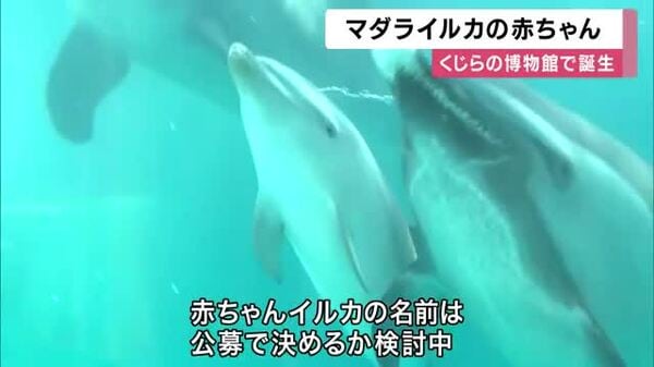 3年ぶり マダライルカの赤ちゃん誕生 体長約90センチ・推定8.8キロの