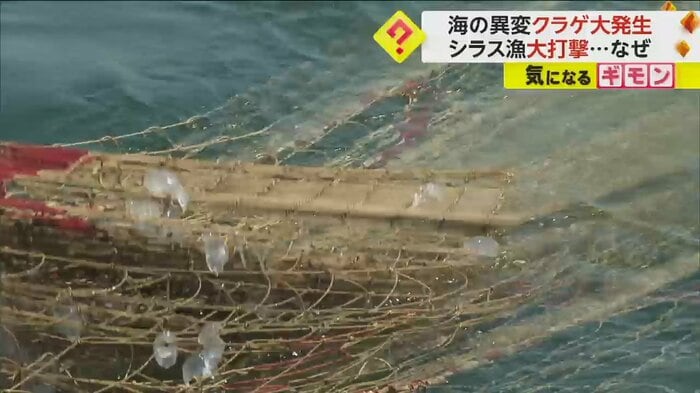クラゲが網にかかっている