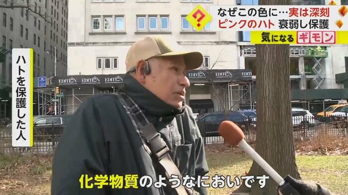 ハトを保護した人