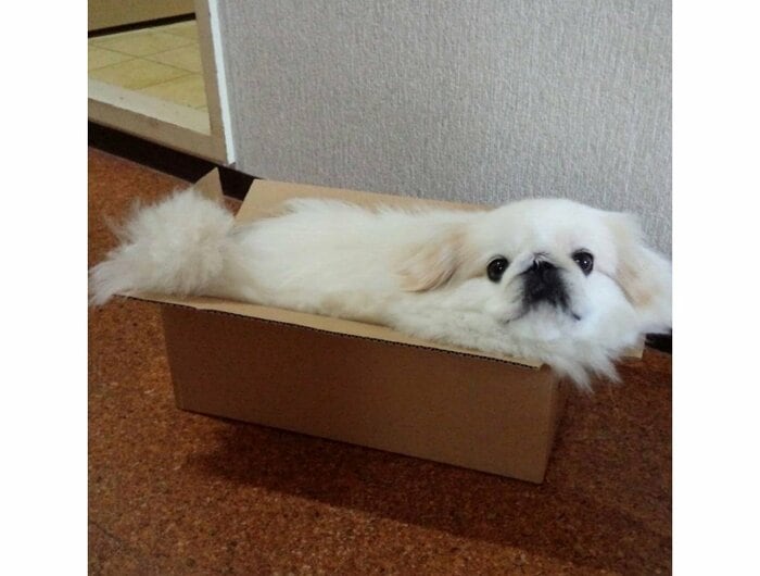 提供:うにたんさん