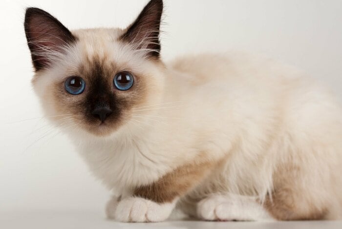 白い靴下柄のシャム猫（画像はイメージ）