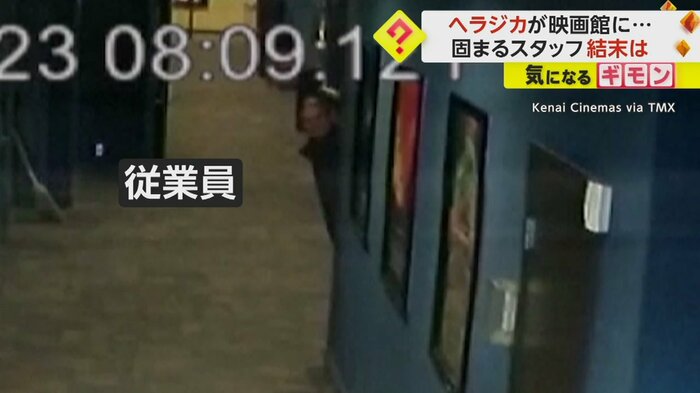 ヘラジカから距離を取り、陰からのぞく従業員の男性