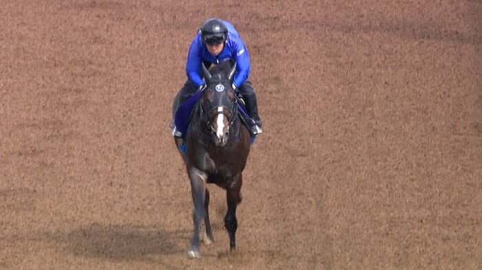 最終追い切りを行うソウルラッシュ