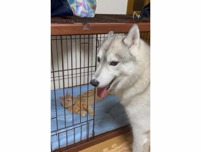 提供:かもしかさん