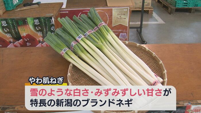 新潟のブランドネギ「やわ肌ねぎ」