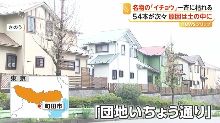 名物のイチョウが一斉に枯れる被害